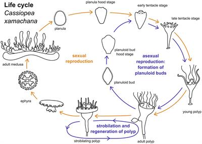 Neuromuscular development in the emerging scyphozoan model system, Cassiopea xamachana: implications for the evolution of cnidarian nervous systems